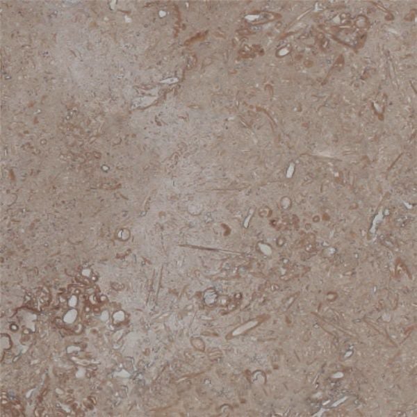 Blanco Fossil Travertine