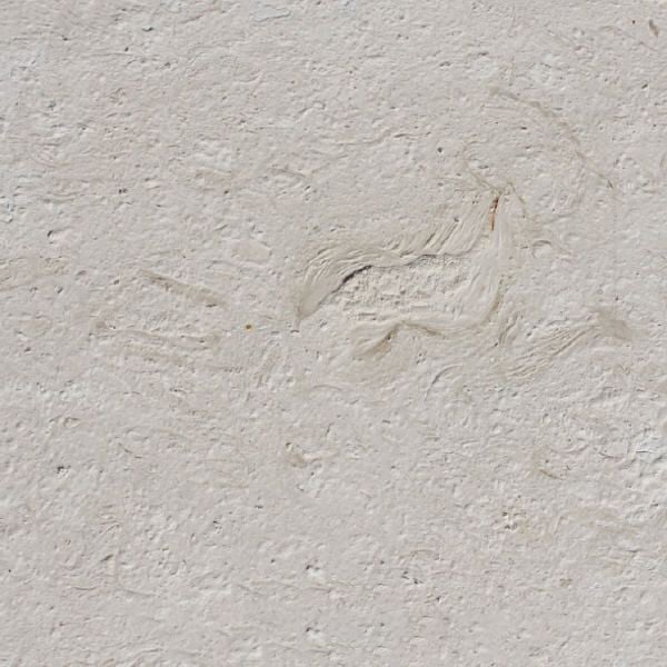 Shell Reef White Limestone