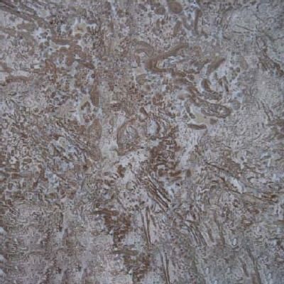 Jaguar Limestone