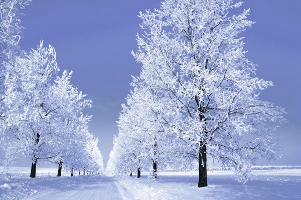 کاشی دیواری دیجیتال - 250 × 375 میلی متر ( 10 × 15 اینچ ) - Snowy Tress Picture Wall Tile 250x375mm P-1003