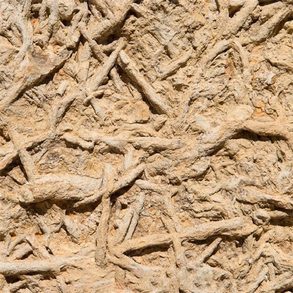 Sea Trace Limestone