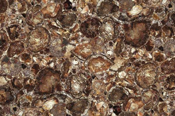 Granite၊ Stone & Quartz - မည်သည့် Size ကိုမဆို - brown petrified wood