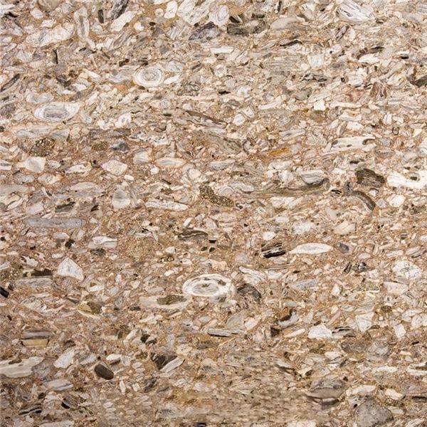 Giallo Ostrica Granite