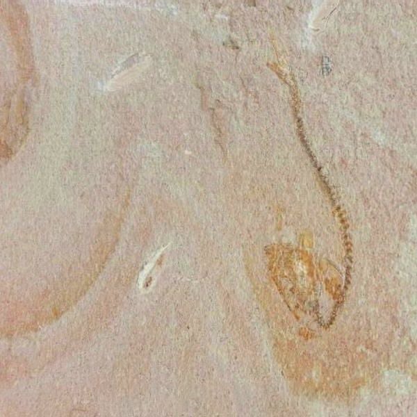 Piedra Canela