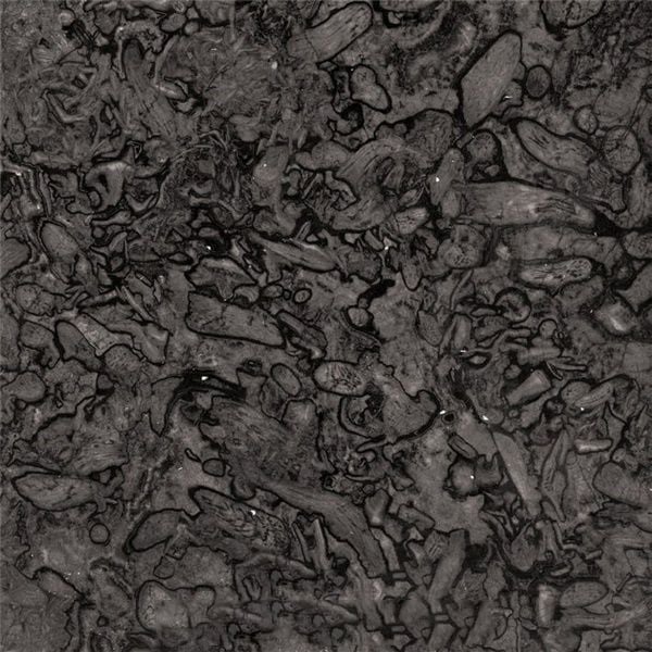 Fossil Grey Marble