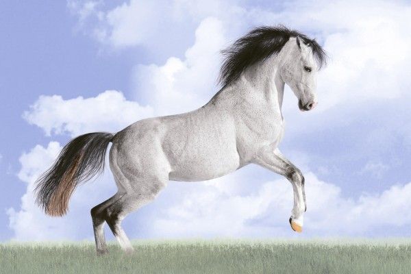 डिजिटल वॉल टाइल्स  - 250 x 375 मिमी (10 x 15 इंच) - White Horse Print Poster Tile 250x375mm P-1006