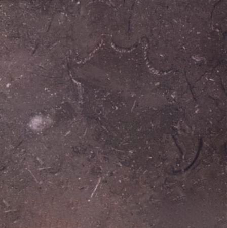 Royal Grey Marble