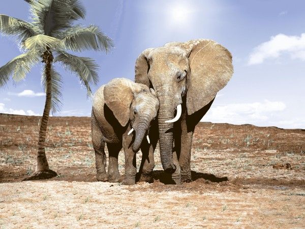 Wall Tiles - 250 x 375 mm ( 10 x 15 inch ) - Elephant Picture Wall Tile 250x375mm  P-1007