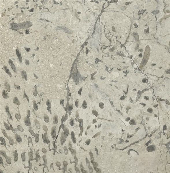 Transylvania Deep Coral Limestone