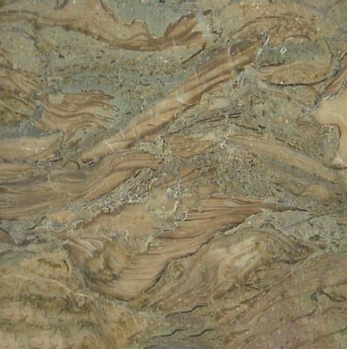 Fossil Marble