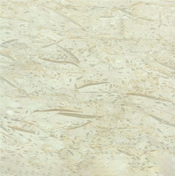 Fossil Beige Limestone