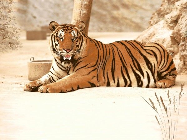 Настенная плитка диджитал - 250 x 375 мм (10 x 15 дюймов) - Digital Tiger Picture Wall Tile P-1008 