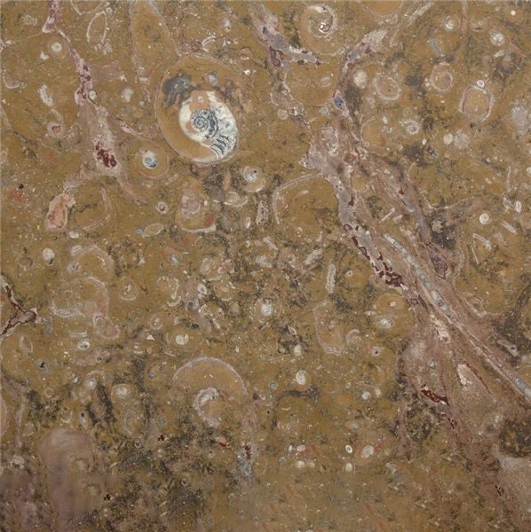 Fossil Brown Marble